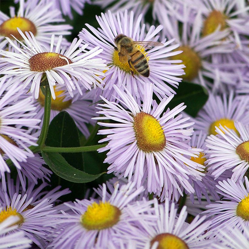 Erigeron Quakeress (Floraison)