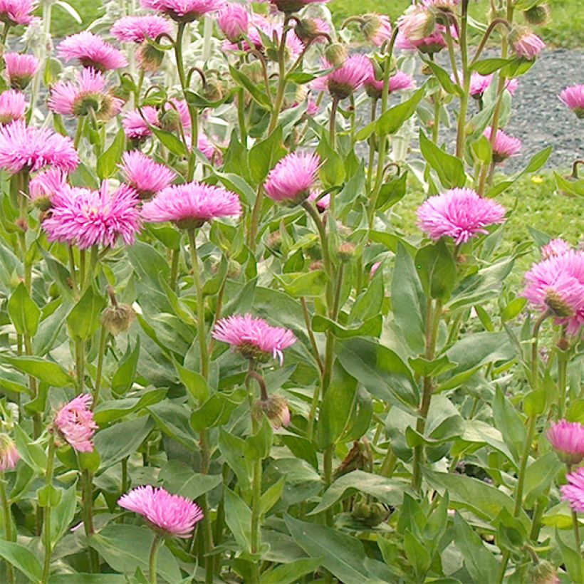 Erigeron Rosa Jewel - Vergerette (Floraison)