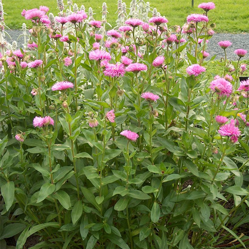 Erigeron Rosa Jewel - Vergerette (Port)