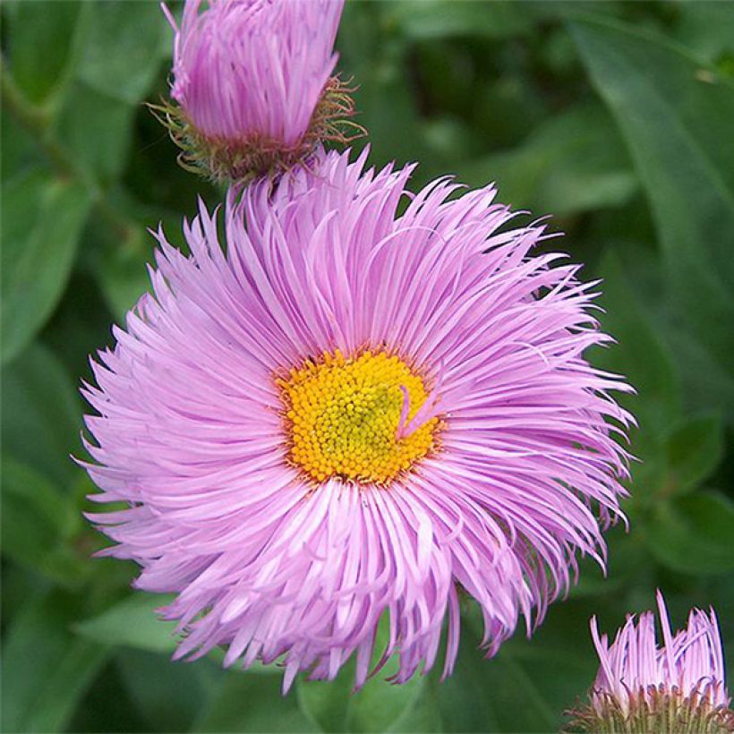 Erigeron Rosa Triumph - Vergerette (Floraison)