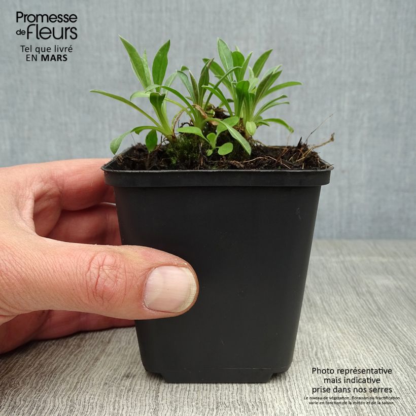 Spécimen de Erigeron Rosa Triumph - Vergerette Godet de 9cm tel que livré au printemps