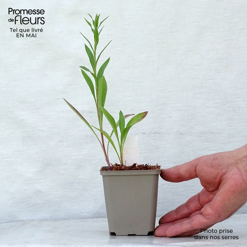 Spécimen de Erigeron Strahlenmeer - Vergerette Godet de 9cm tel que livré au printemps