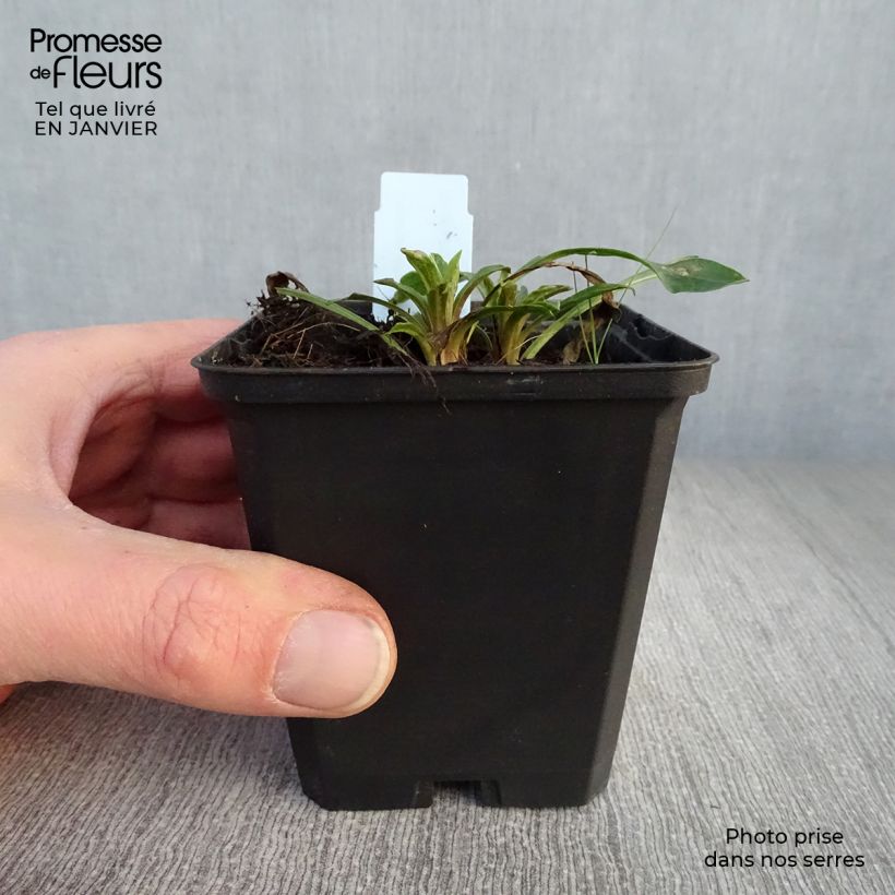 Spécimen de Erigeron Strahlenmeer - Vergerette tel que livré en hiver