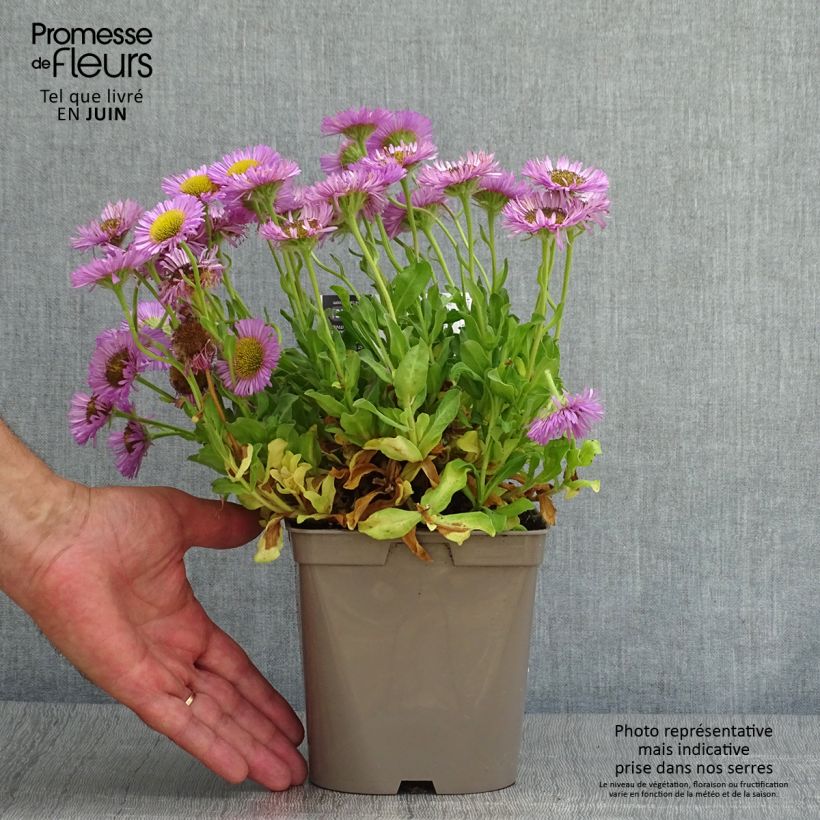 Spécimen de Erigeron glaucus Sea Breeze - Vergerette glauque Pot de 2L/3L tel que livré en été