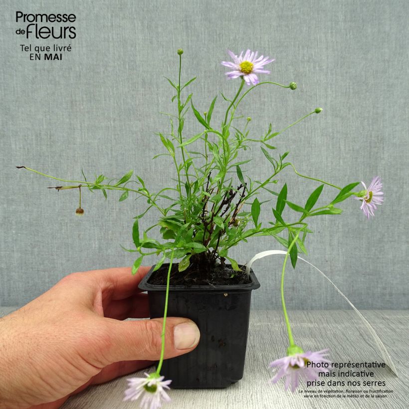 Spécimen de Erigeron karvinskianus Lavender Lady - Vergerette - Godet de 8/9 cm tel que livré au printemps