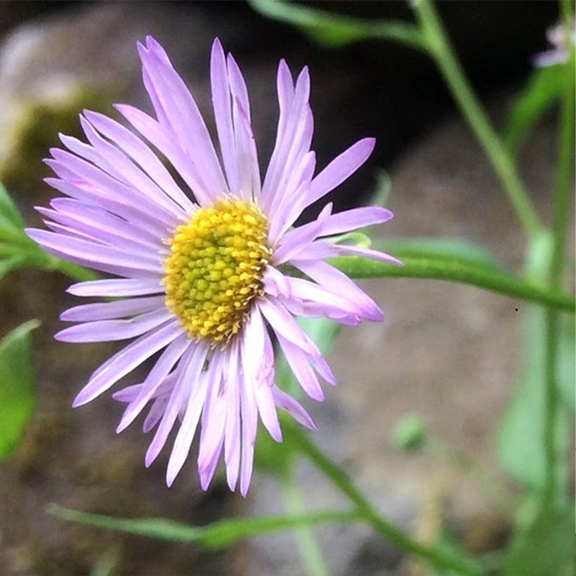 Erigeron karvinskianus Lavender Lady - Vergerette (Floraison)