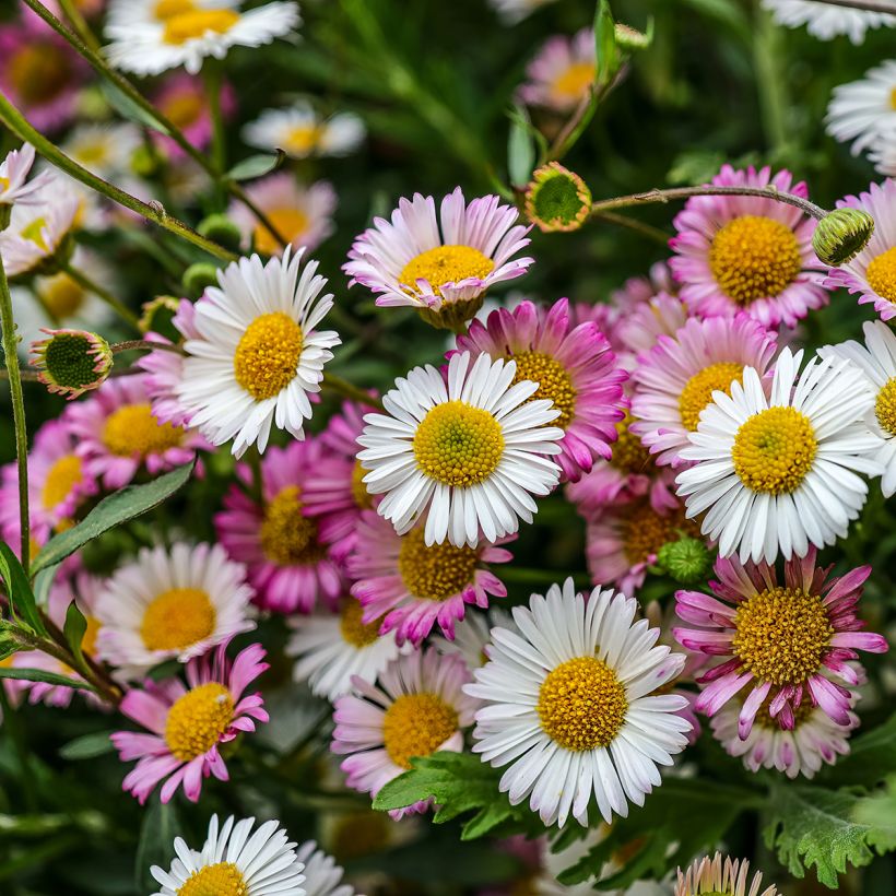 Erigeron karvinskianus - Vergerette (Floraison)