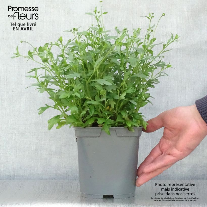 Spécimen de Erigeron karvinskianus - Vergerette Pot de 2L/3L tel que livré au printemps