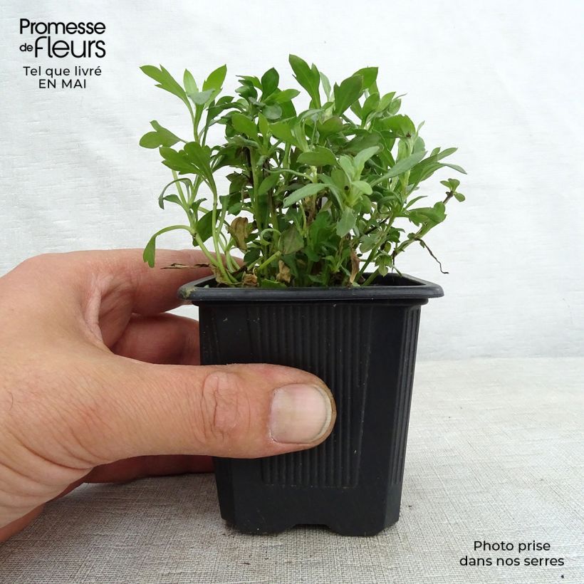 Spécimen de Erigeron karvinskianus - Vergerette Godet de 7/8 cm tel que livré au printemps