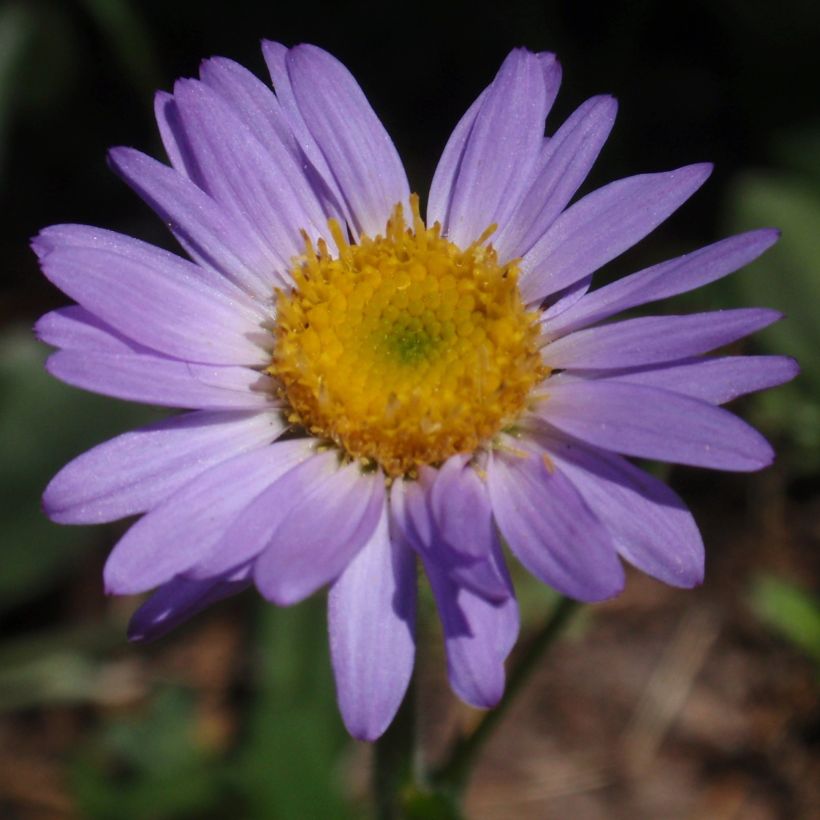 Erigeron leiomerus, Vergerette (Floraison)