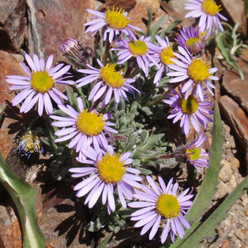 Erigeron leiomerus, Vergerette (Port)