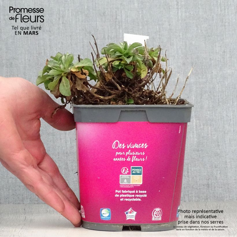 Spécimen de Erigeron leiomerus, Vergerette en pot de 2L/3L tel que livré au printemps