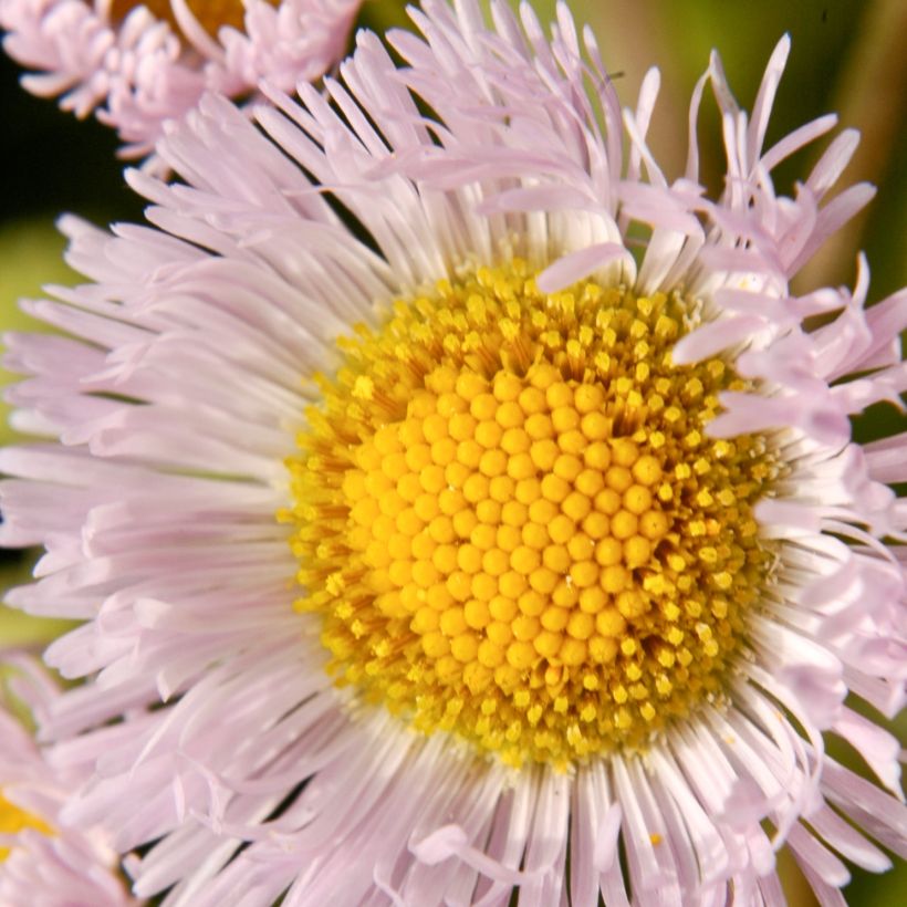 Erigeron philadelphicus, Vergerette (Floraison)