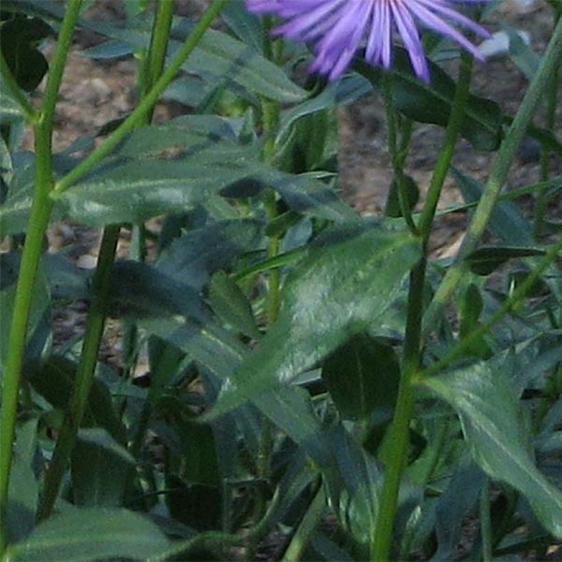 Erigeron speciosus Grandiflorus - Vergerette (Feuillage)