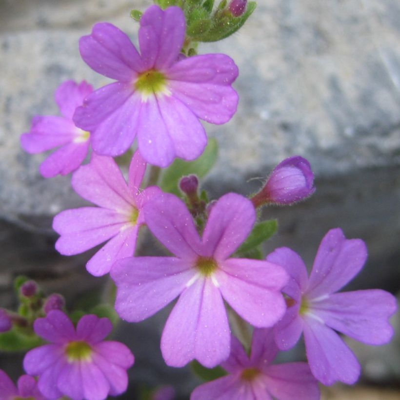 Erinus alpinus (Floraison)