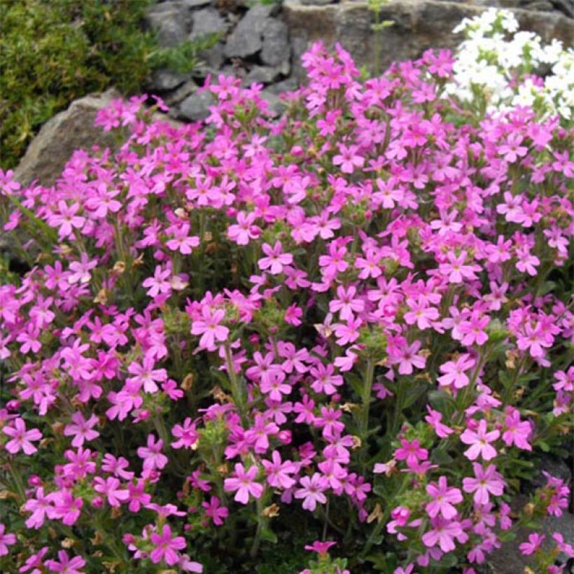 Erinus alpinus Dr Hähnle - Erine des Alpes (Floraison)