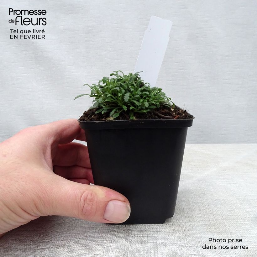 Spécimen de Erinus alpinus Dr Hähnle - Erine des Alpes Godet de 8/9 cm tel que livré en hiver