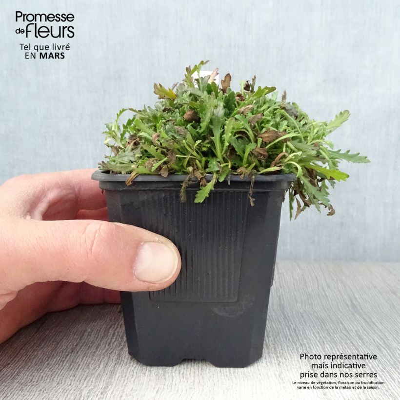 Spécimen de Erinus alpinus Godet de 8 cm tel que livré au printemps