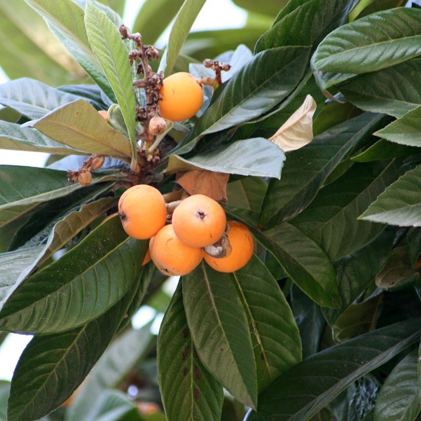 Néflier du Japon - Eriobotrya japonica (Feuillage)