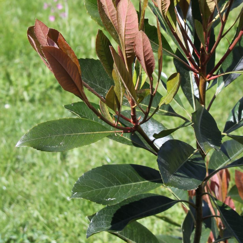 Rhaphiobotrya Coppertone - néflier hybride (Feuillage)