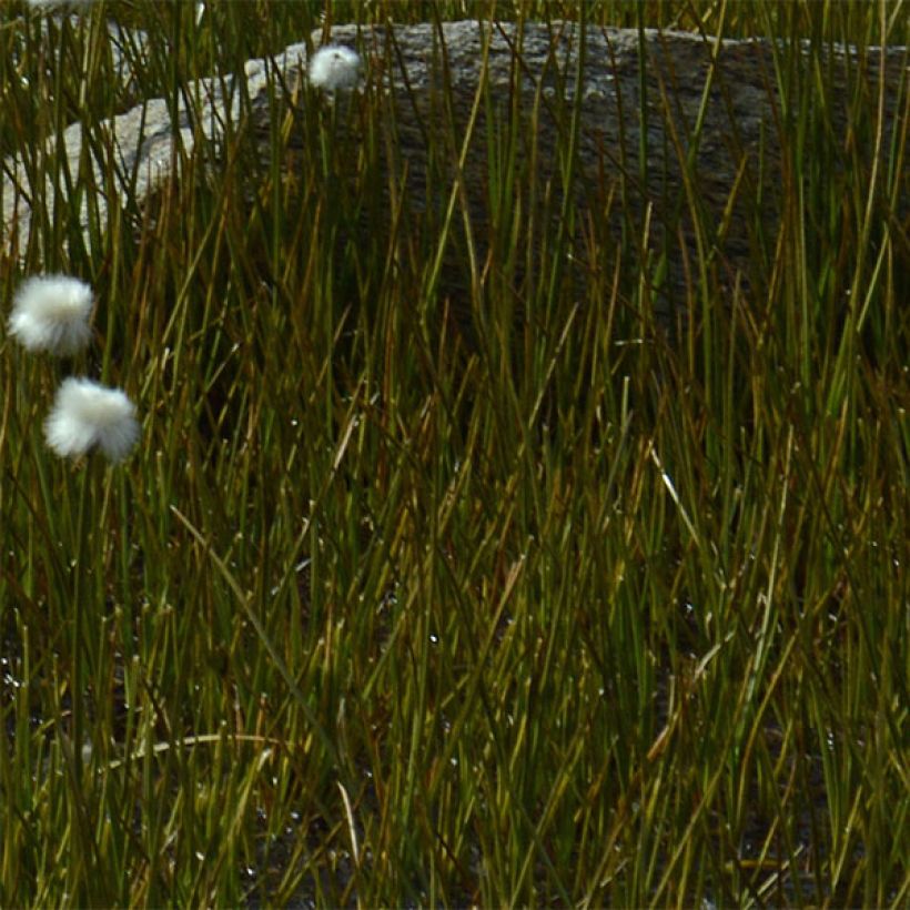 Eriophorum angustifolium - Linaigrette à feuilles étroites (Feuillage)