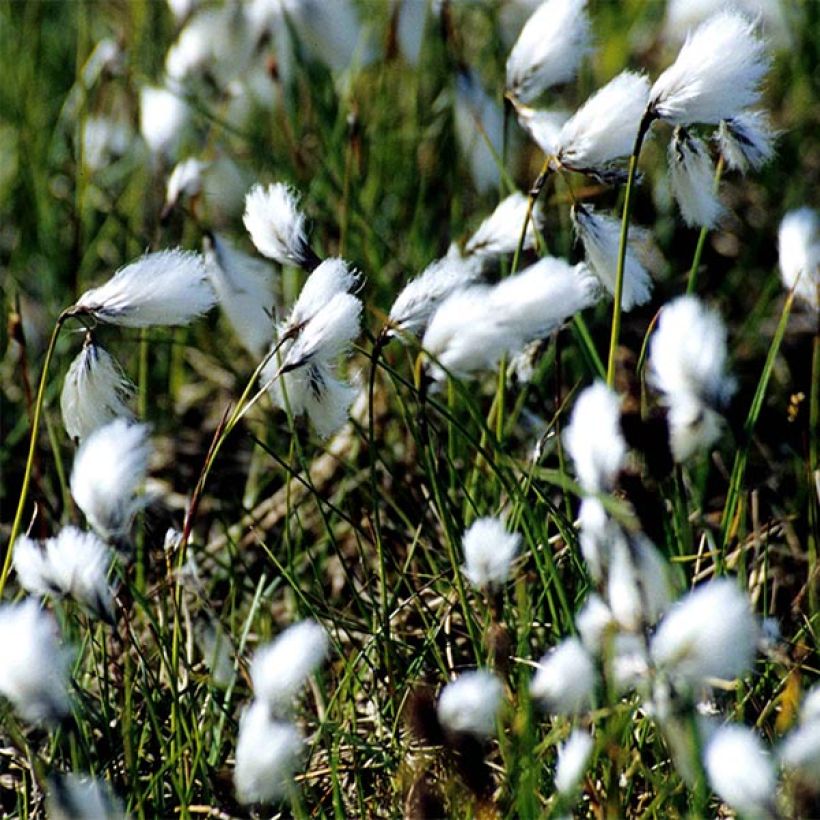 Eriophorum angustifolium - Linaigrette à feuilles étroites (Floraison)