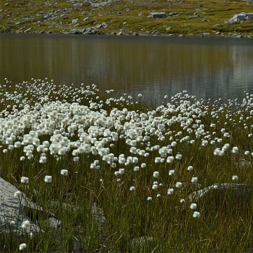 Eriophorum angustifolium - Linaigrette à feuilles étroites (Port)