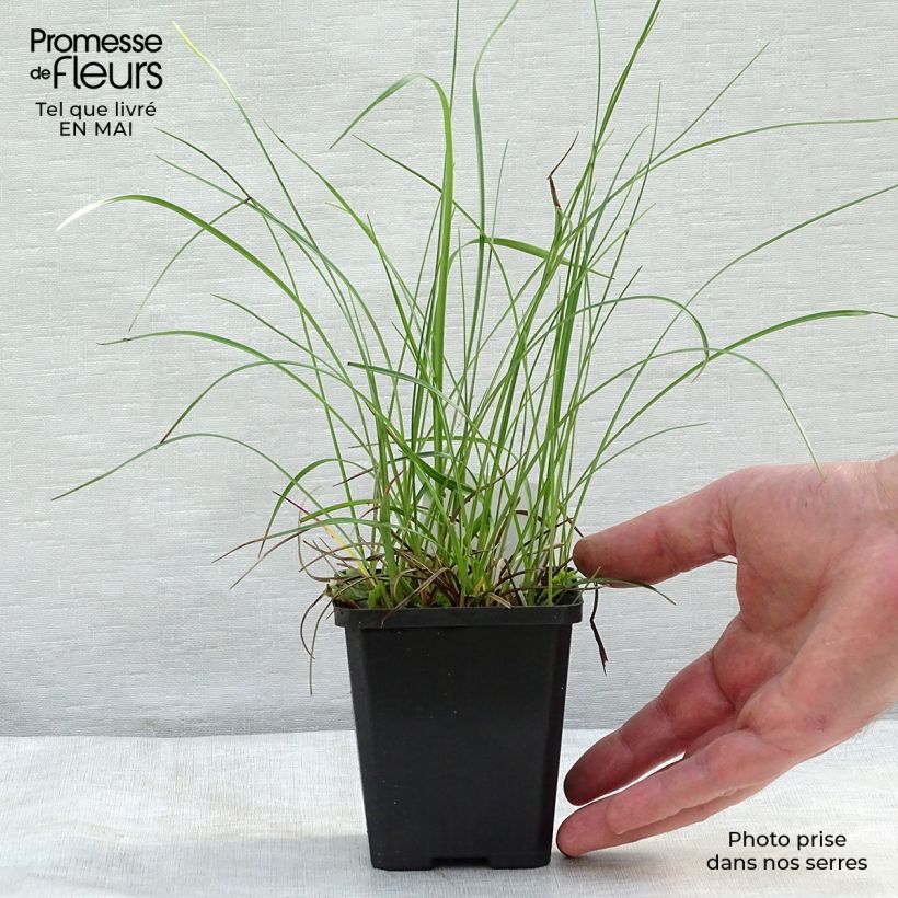 Spécimen de Eriophorum angustifolium - Linaigrette à feuilles étroites Godet de 8 cm tel que livré au printemps