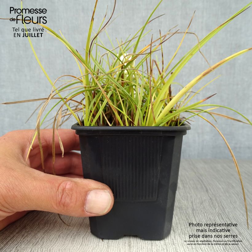 Spécimen de Eriophorum angustifolium - Linaigrette à feuilles étroites Godet de 8/9 cm tel que livré en été