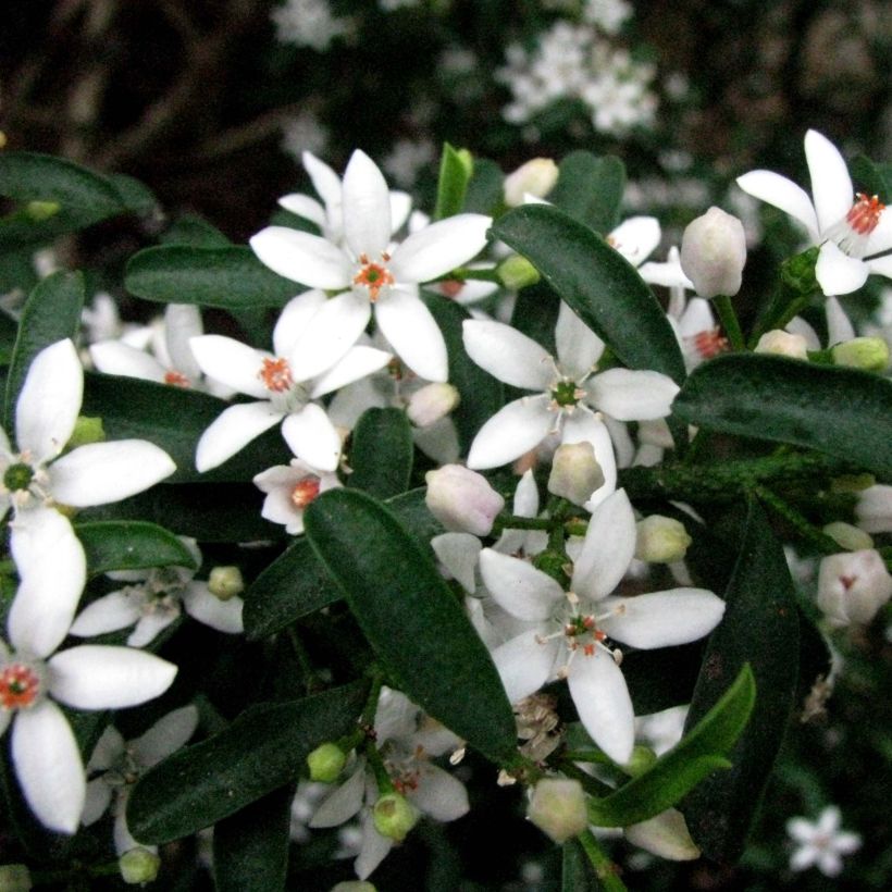 Eriostemon myoporoides - Philotheca (Floraison)