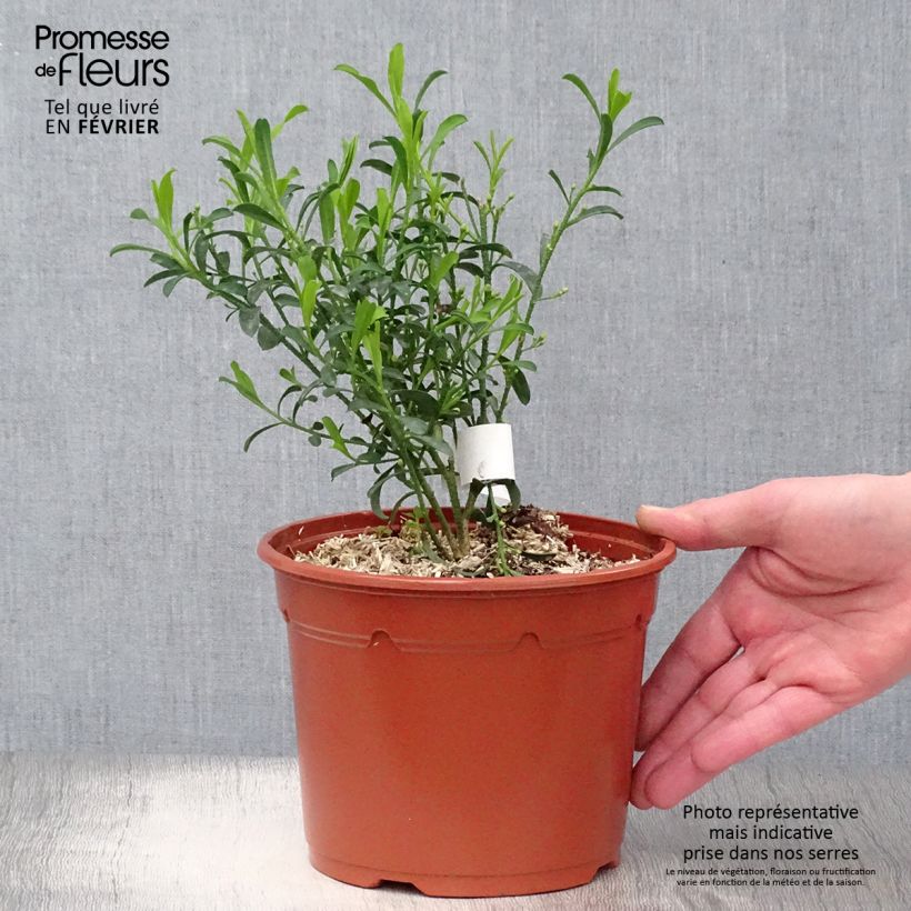 Spécimen de Eriostemon myoporoides - Philotheca tel que livré en hiver