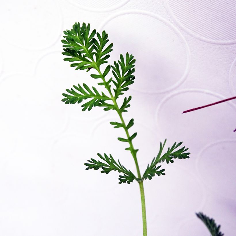 Erodium Stephanie - Bec de héron (Feuillage)