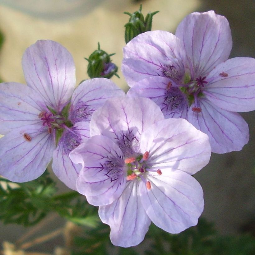 Erodium Stephanie - Bec de héron (Floraison)