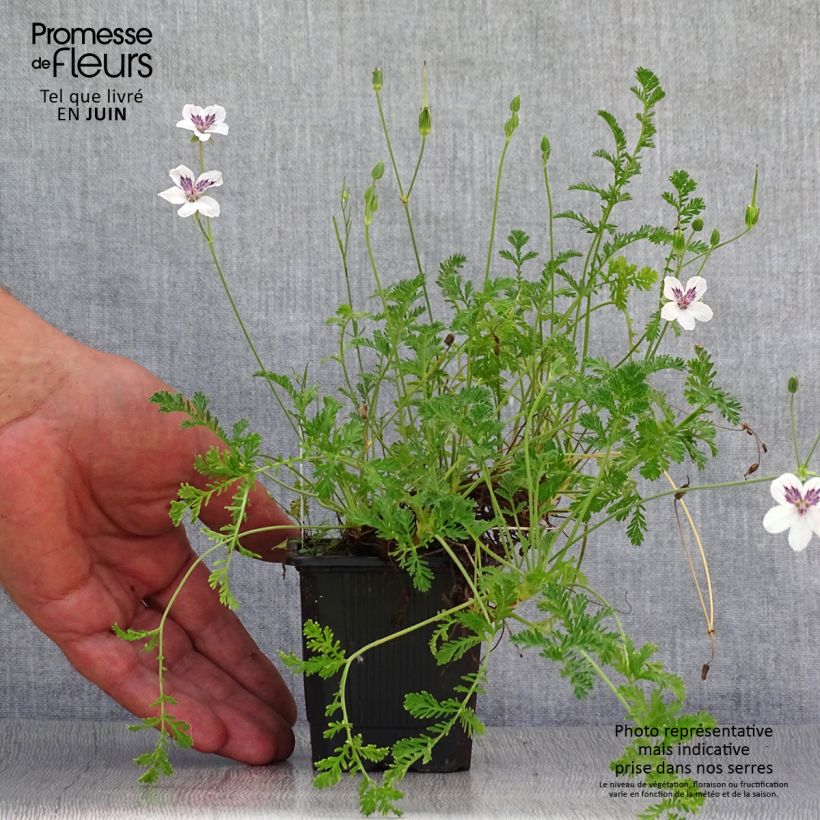 Spécimen de Erodium Stephanie - Bec de héron Godet de 8/9 cm tel que livré en été