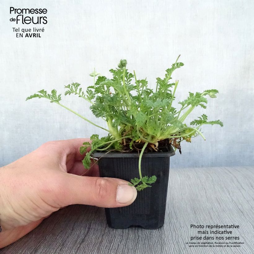 Spécimen de Erodium Stephanie - Bec de héron Godet de 8 cm tel que livré au printemps
