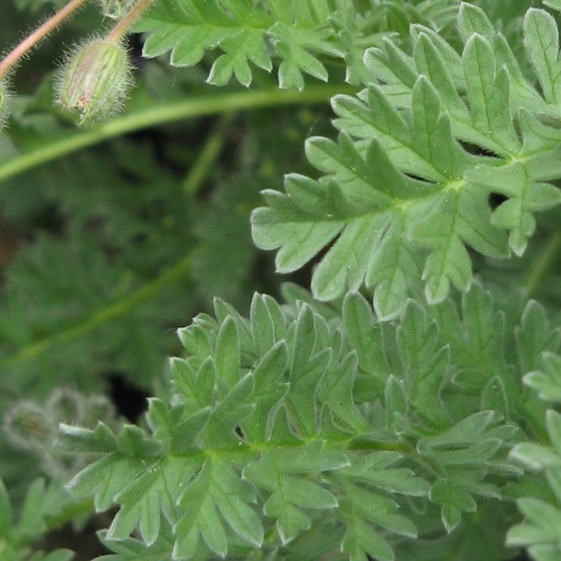 Erodium chrysanthum (Feuillage)