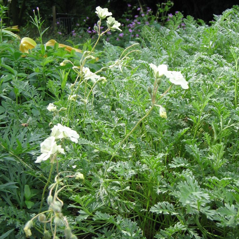 Erodium chrysanthum (Port)