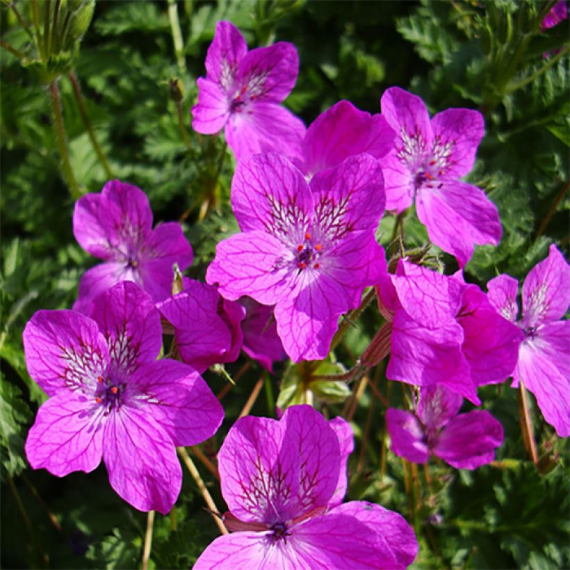 Erodium manescavii - Bec de Grue (Floraison)