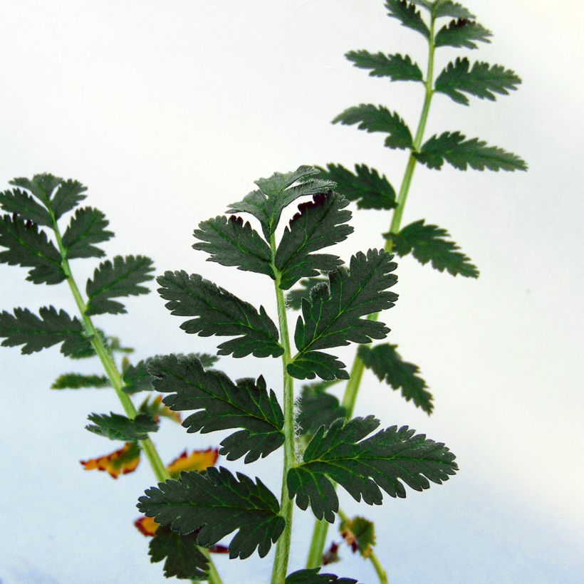 Erodium manescavii - Bec de Grue (Feuillage)