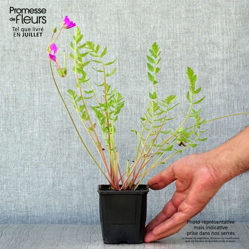 Spécimen de Erodium manescavii - Bec de Grue Godet de 8/9 cm tel que livré en été
