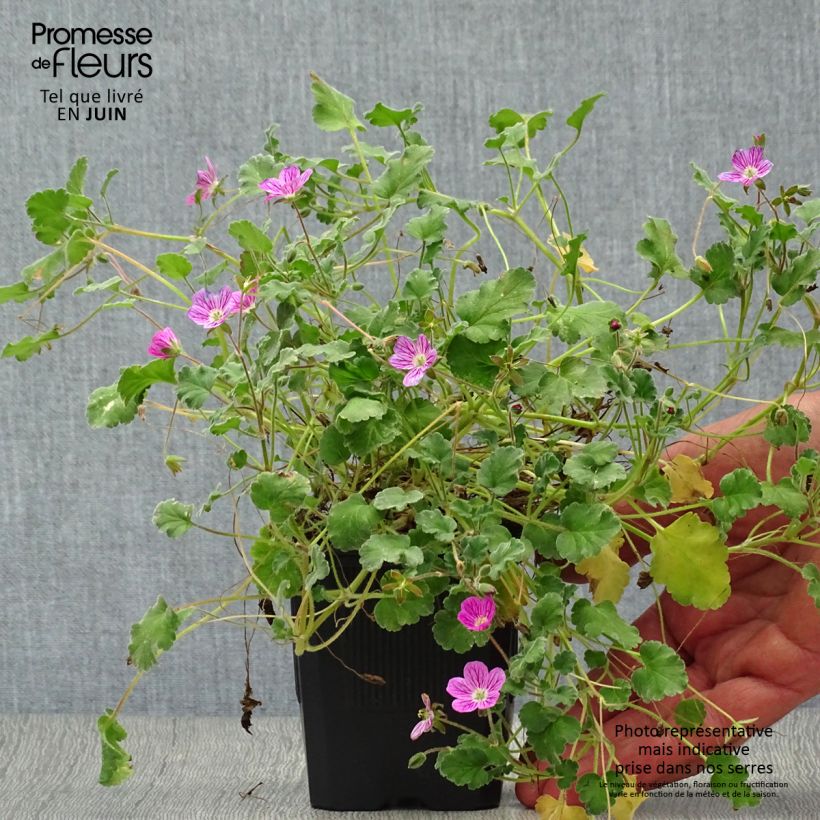 Spécimen de Erodium variabile Bishop's Form Godet de 8/9 cm tel que livré en été