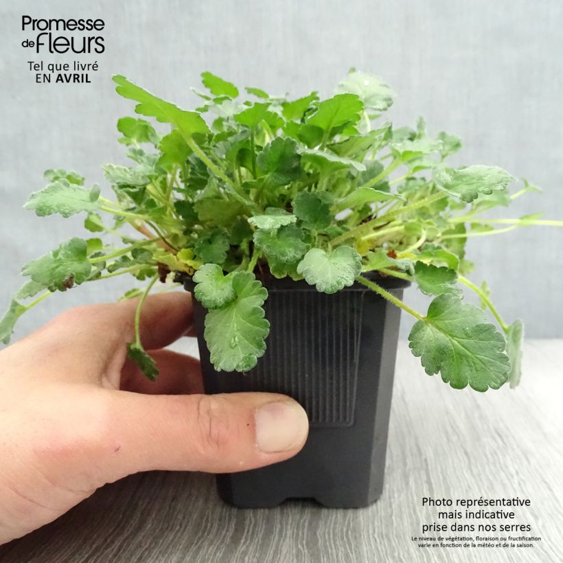 Spécimen de Erodium variabile Bishop's Form Godet de 8 cm tel que livré au printemps