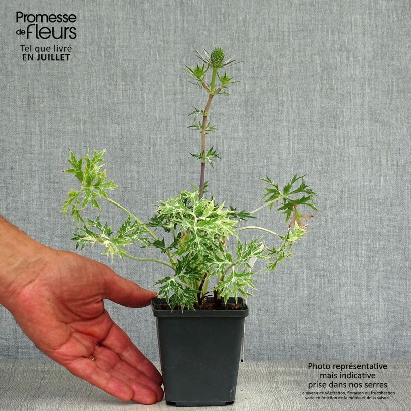 Spécimen de Eryngium Lapis Blue - Panicaut maritime Godet de 8/9 cm tel que livré en été
