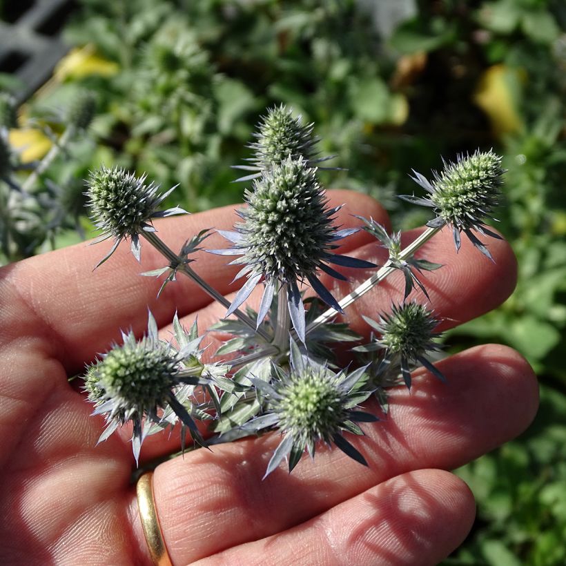 Eryngium Tiny Jackpot - Panicaut (Floraison)