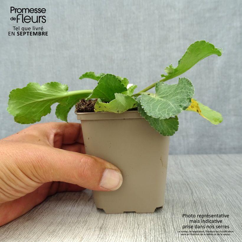 Spécimen de Eryngium Tiny Jackpot - Panicaut Godet de 8/9 cm tel que livré en automne