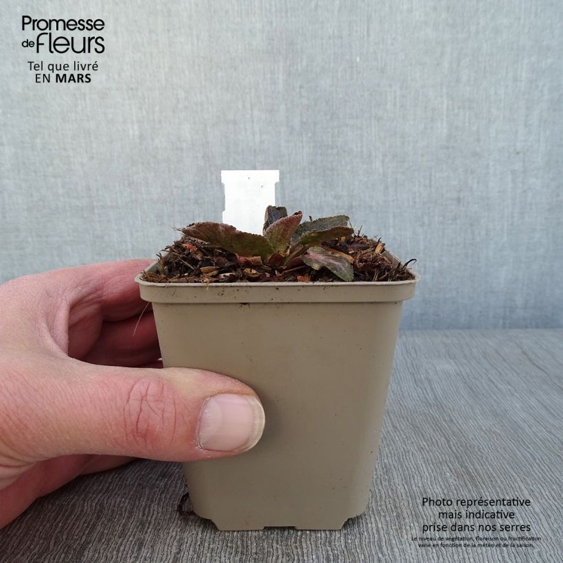 Spécimen de Eryngium Tiny Jackpot - Panicaut Godet de 9cm tel que livré en hiver