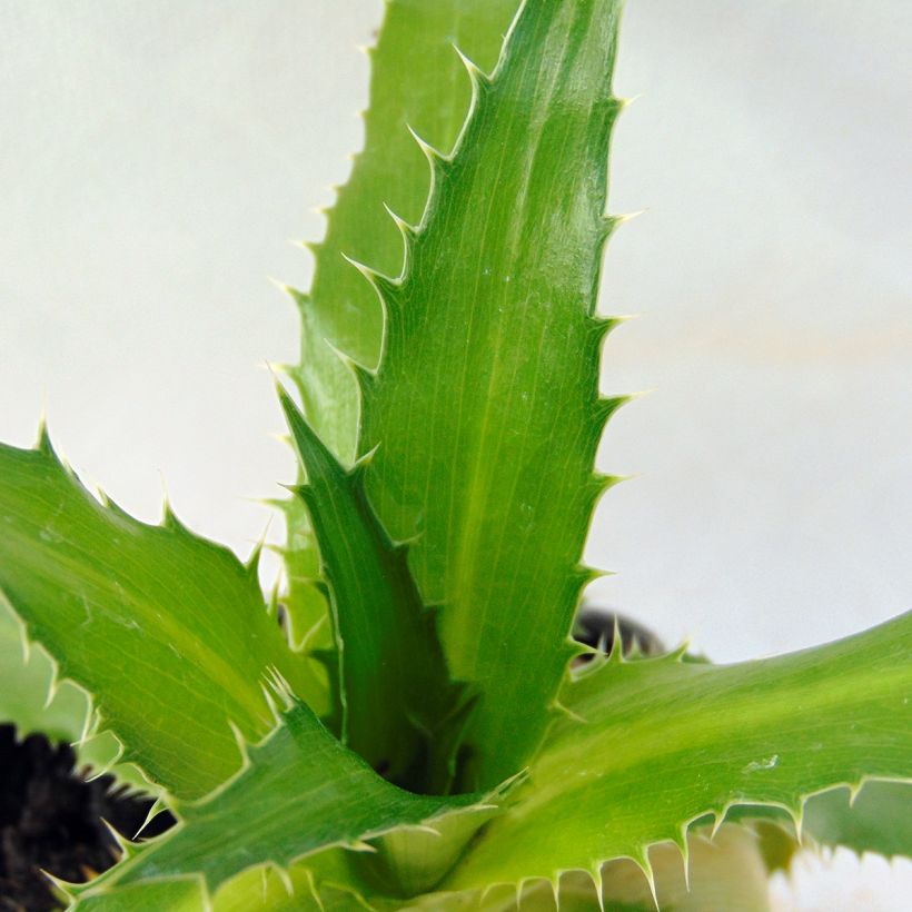 Eryngium agavifolium - Panicaut à feuilles d'Agave (Feuillage)