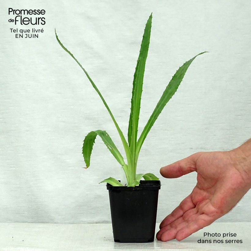 Spécimen de Eryngium agavifolium - Panicaut à feuilles d'Agave Godet de 8/9 cm tel que livré en été