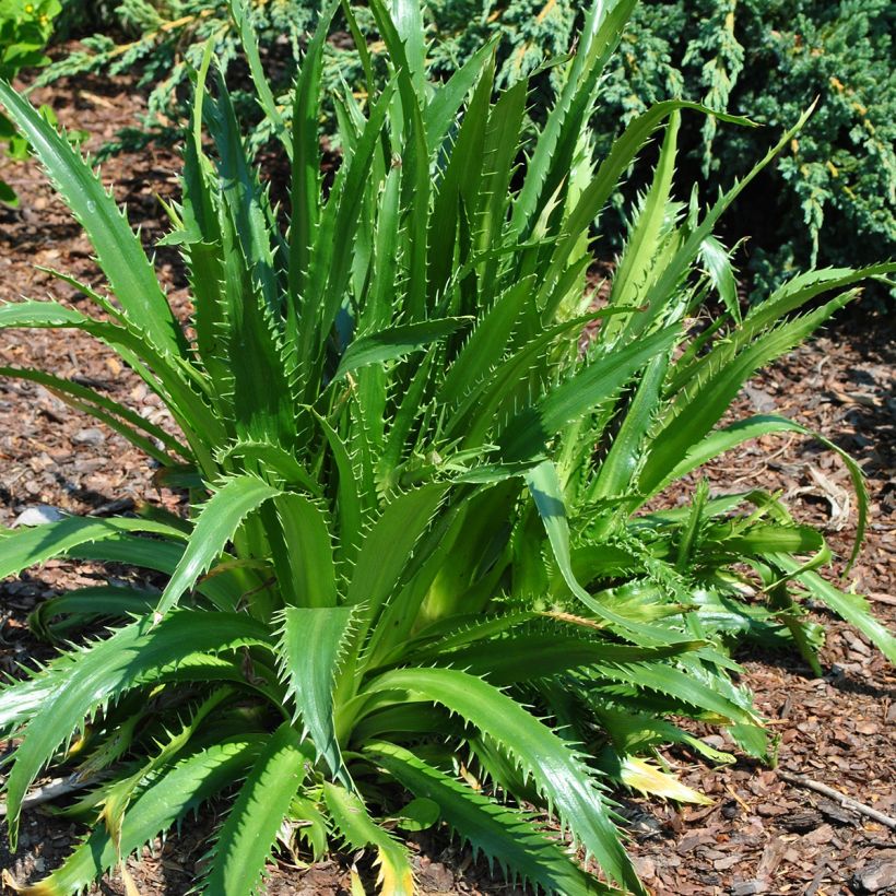 Eryngium agavifolium - Panicaut à feuilles d'Agave (Port)