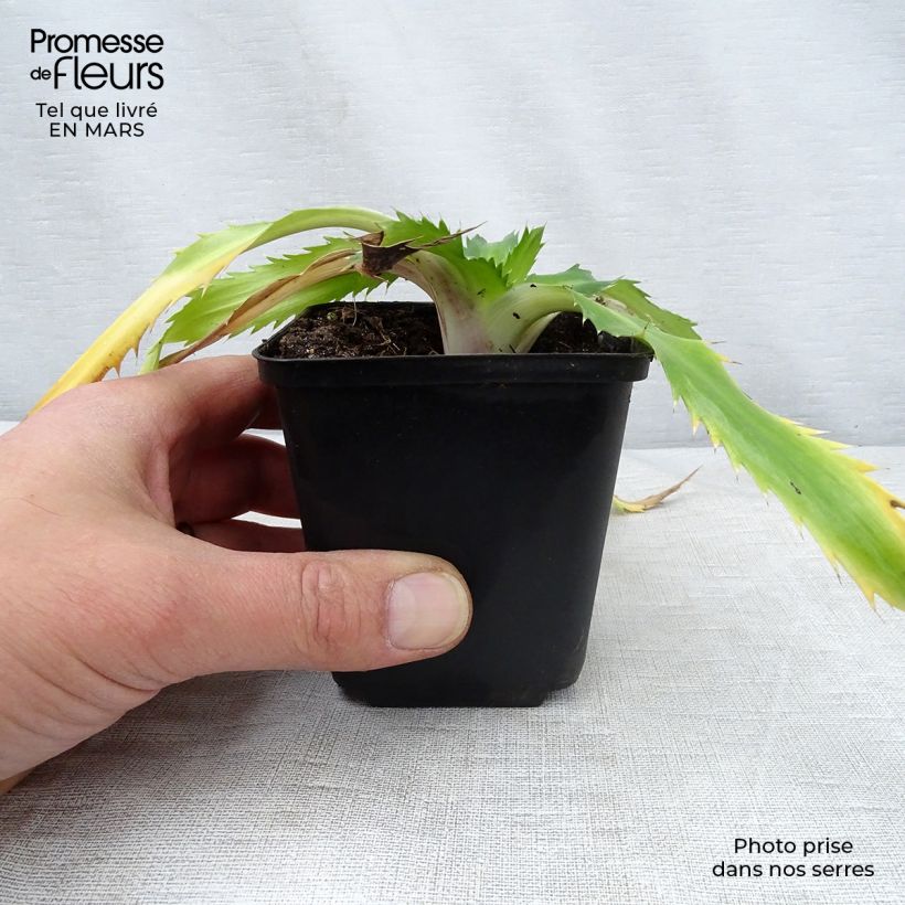 Spécimen de Eryngium agavifolium - Panicaut à feuilles d'Agave Godet de 9cm tel que livré au printemps